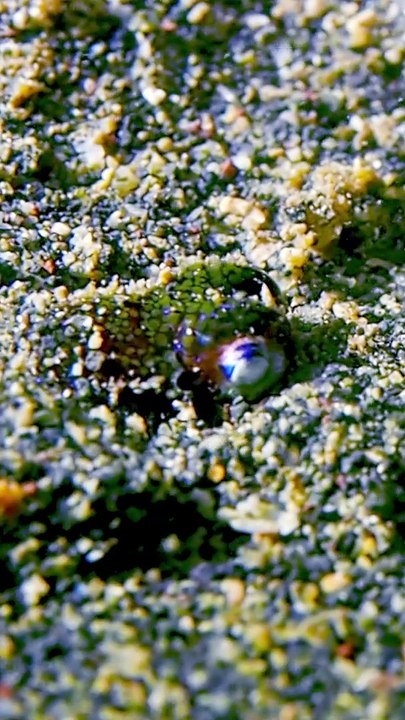 Tiny Cuttlefish Hides In The Sand