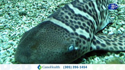 500 crías de tiburones cebra serán liberadas y devueltas a la naturaleza | La buena noticia