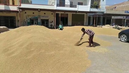 Procurement of wheat on support price started in Sangriya Mandi of Hanumangarh district, happiness among farmers
