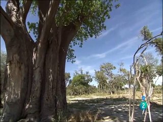 Los ojos del leopardo