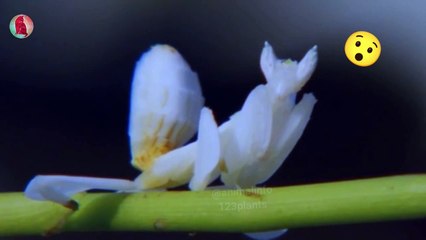 Little Alien catches fly to eat