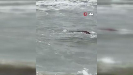 Tayland'da balıkçı tekneleri alabora oldu: 1 ölü, 8 kayıp