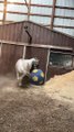 Horse Plays With Big Ball