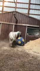 Horse Plays With Big Ball