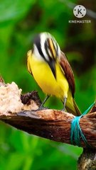 SubhanAllah||سبحان اللہ