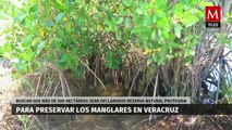 En Veracruz, buscan preservar más de 500 hectáreas de manglares