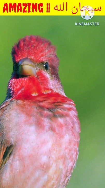 Beautiful sparrow|| sparrow chirping||red headed Sparrow