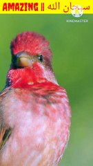 Beautiful sparrow|| sparrow chirping||red headed Sparrow