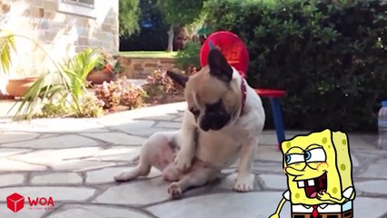 Best Funny Dogs And Cats Videos  - Funniest Animals Videos 2023 #3 - Spongebob & Woa Doodles