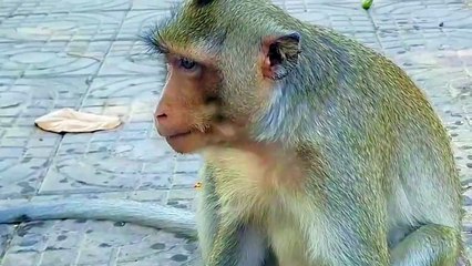 AWW New Funny Videos 20223 Cutest animals Doing Funny Things monkey