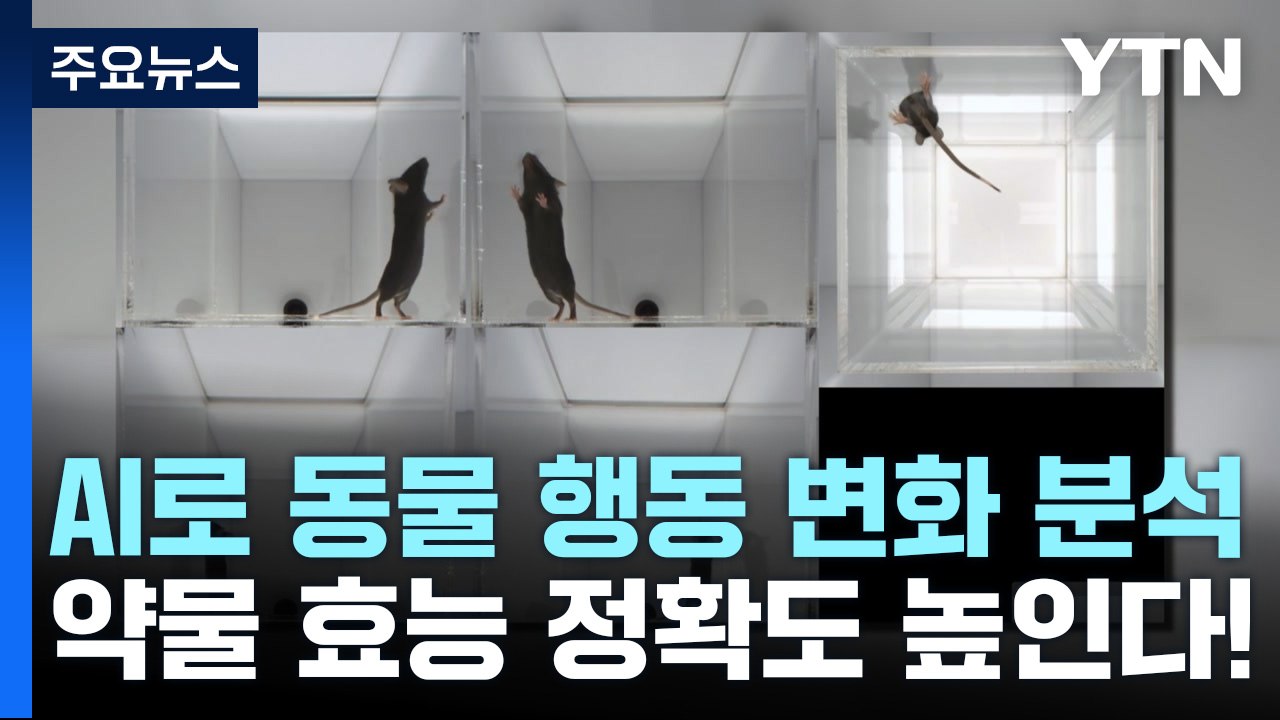 AI로 동물 행동 변화 분석...개발 약물 효능 정확도 높인다! / YTN