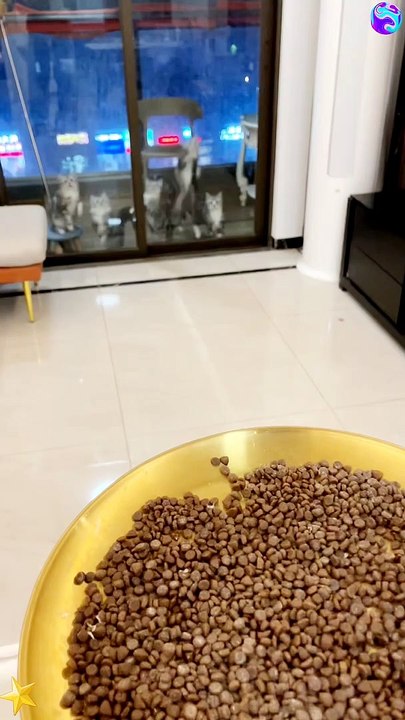 lots of cats eating food