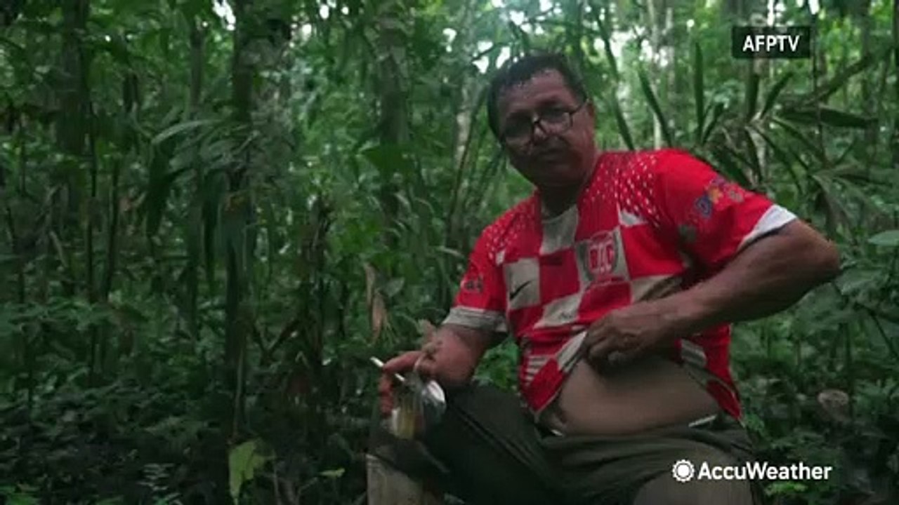 The dangerous and difficult life of a Brazil nut harvester