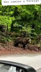 El avistamiento de un oso, en Teverga