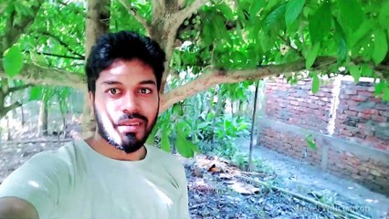 লটকন ফলের বাগানে আপনাকে স্বাগতম  | Lotkon Fruits