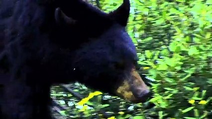 Cocaine Bear: The True Story | Official Trailer | Peacock Original