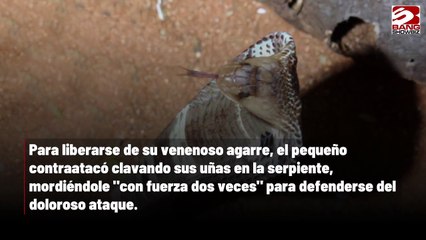 Muere una cobra tras ser mordida por un niño en la India