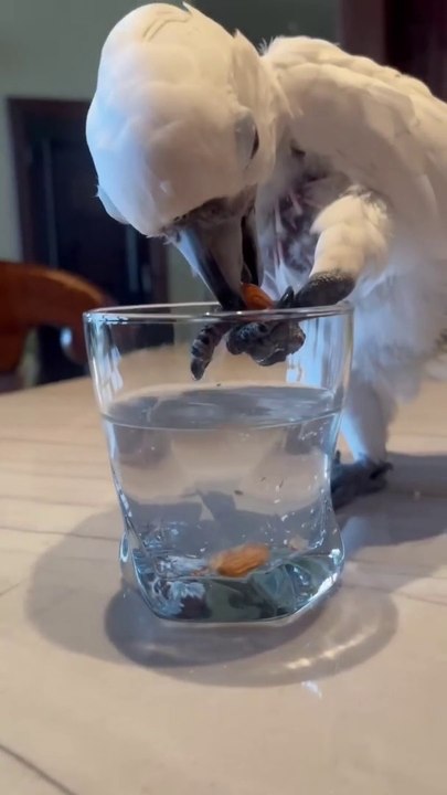 Why she wants to use my water instead of hers is beyond me  parrot funny