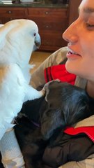 Green parrot funny gray parrot #parrot