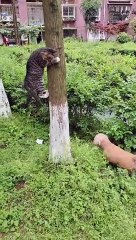 Funny dogs injoy the life