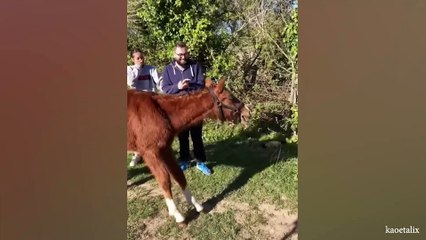 These Funny and Cute Horses Will Change Your Mood For Good