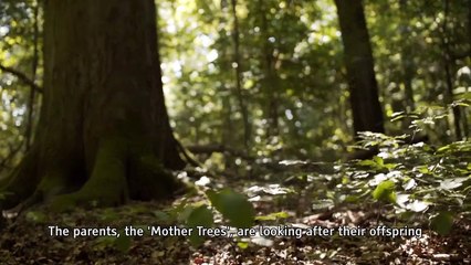 L'intelligence des Arbres Bande-annonce (EN)