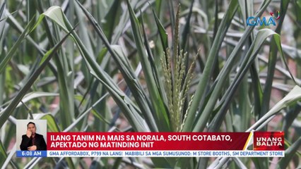 Ilang tanim na mais sa Norala, South Cotabato, apektado ng matinding init | UB
