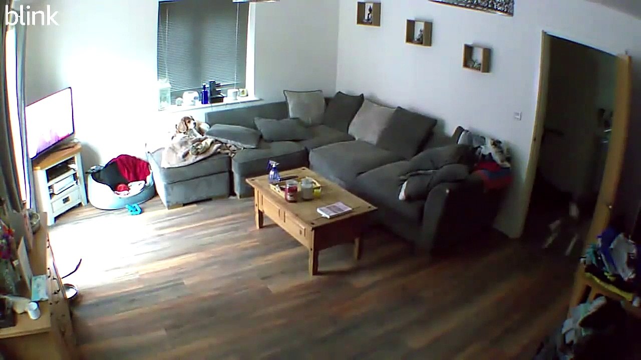 After Walk Zoomies