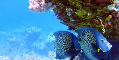 Absurd Planet S01 E06