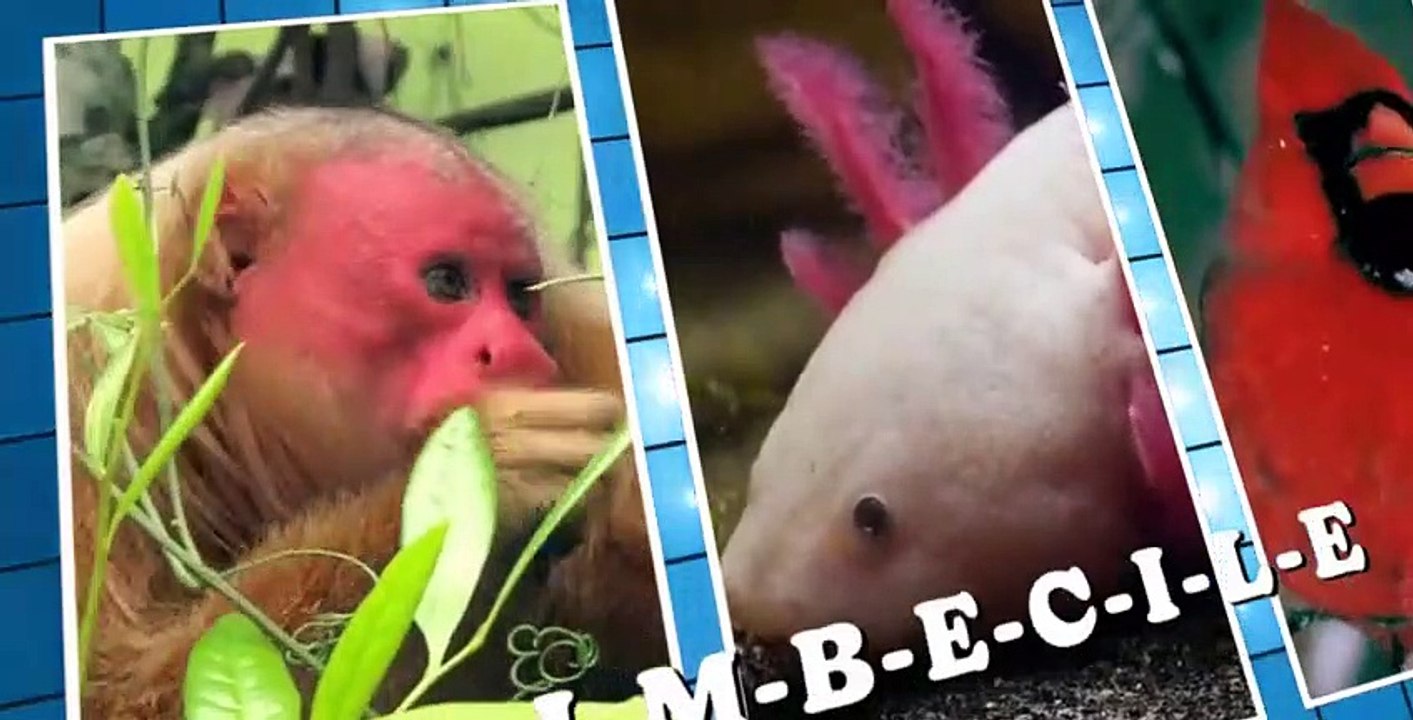 Absurd S01 E10 video Dailymotion