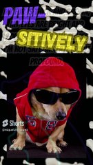 PAWSITIVELY THE POET DOG