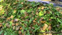 How Are Almonds Grown And Harvested_ You Haven_t Seen So Many Fresh Almonds Yet!