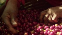 EL GRANO DE CAFÉ EN COSTA RICA HA SUPERADO EN UN 14.14% LA COSECHA ANTERIOR