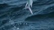 Adventure of flying fish and dolphins|al javed tv