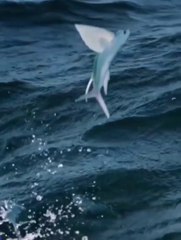 Adventure of flying fish and dolphins|al javed tv