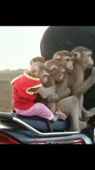 Monyet naik motor