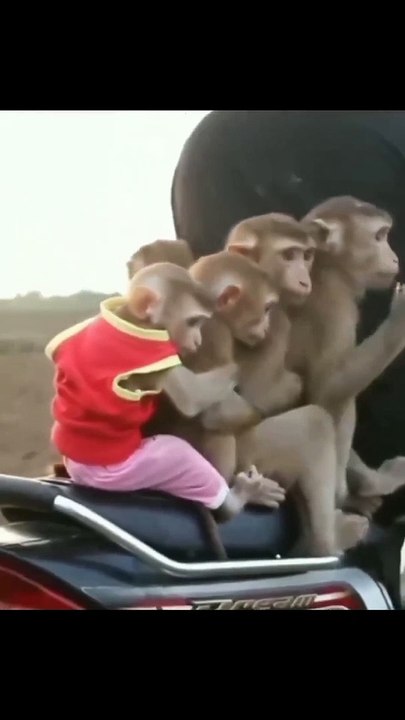 Monyet naik motor