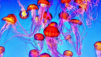 Jellyfish Facts For Kids | Learn About Jellyfish!