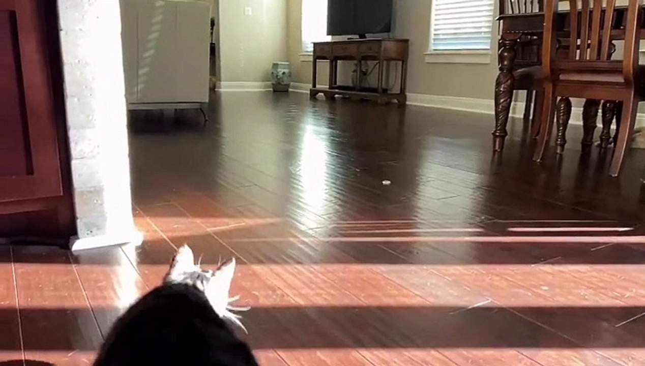 Amazing cat video cat was high jumping