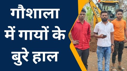 परासिया: गौशाला में गायों की मृत्यु के बाद खुले में फेंके जा रहे शव,जिम्मेदार मौन