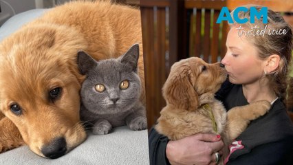 Grace Tame documents pets' love-hate relationship