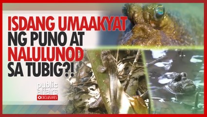 Isdang umaakyat ng puno at nalulunod sa tubig?! | Public Affairs Exclusives