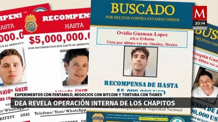 Los Chapitos' alimentaban a sus tigres con sus enemigos cuando seguían vivos, revela DEA