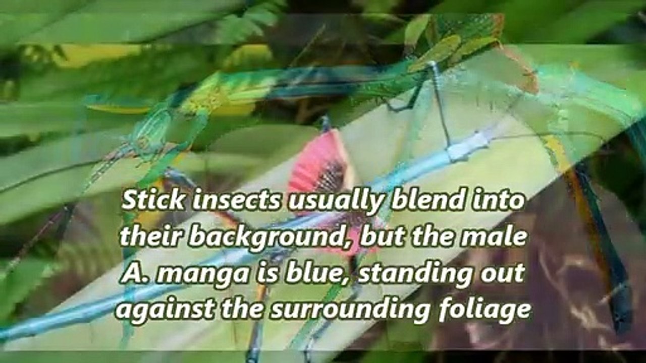 Achrioptera manga