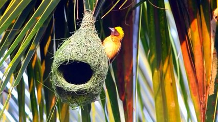 Animal of the World  - Scenic Wildlife Film with Nature Sounds