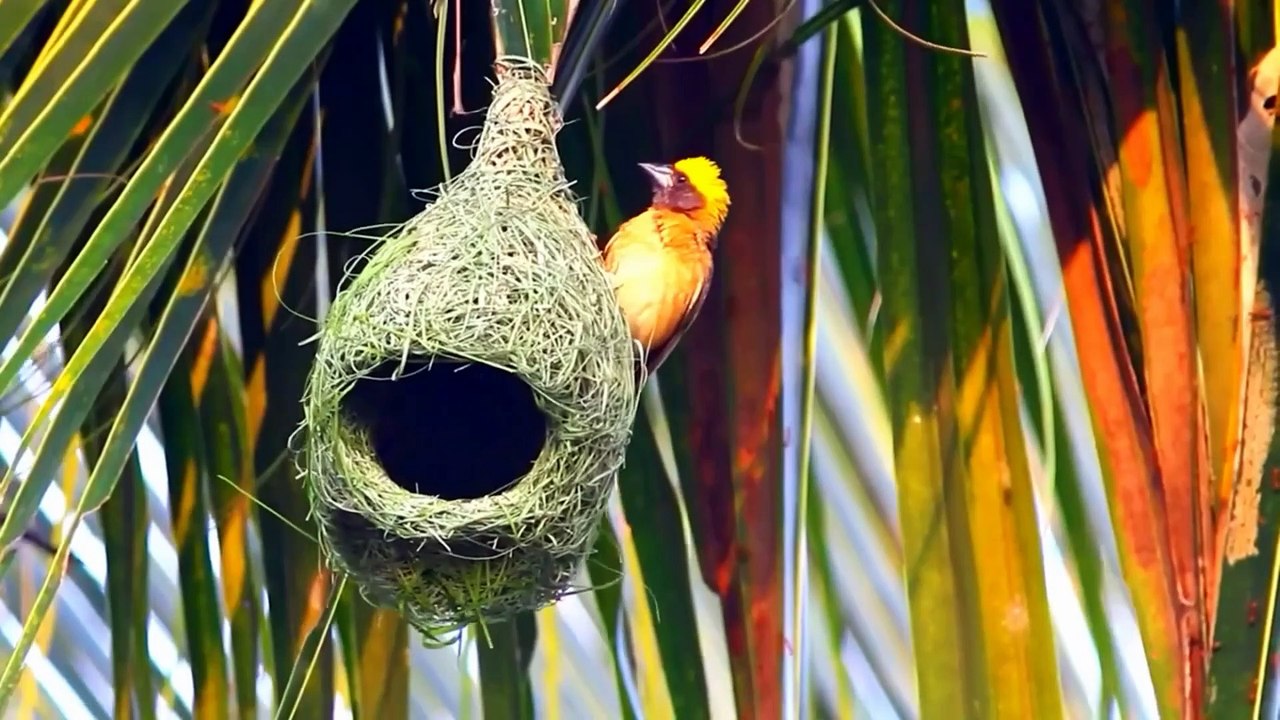 Animal of the World  - Scenic Wildlife Film with Nature Sounds