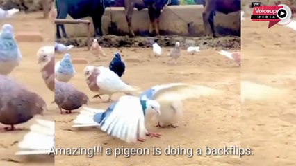 #Amazing| A #pigeon is doing a #backflip |@Voiceupmedia