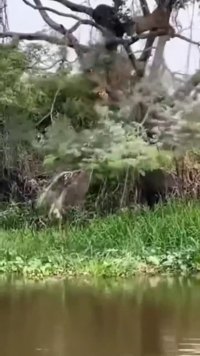 Cheetah Jumping Catch