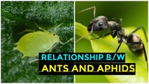 The Relationship Between Ants and Aphids II Ants and Aphids
