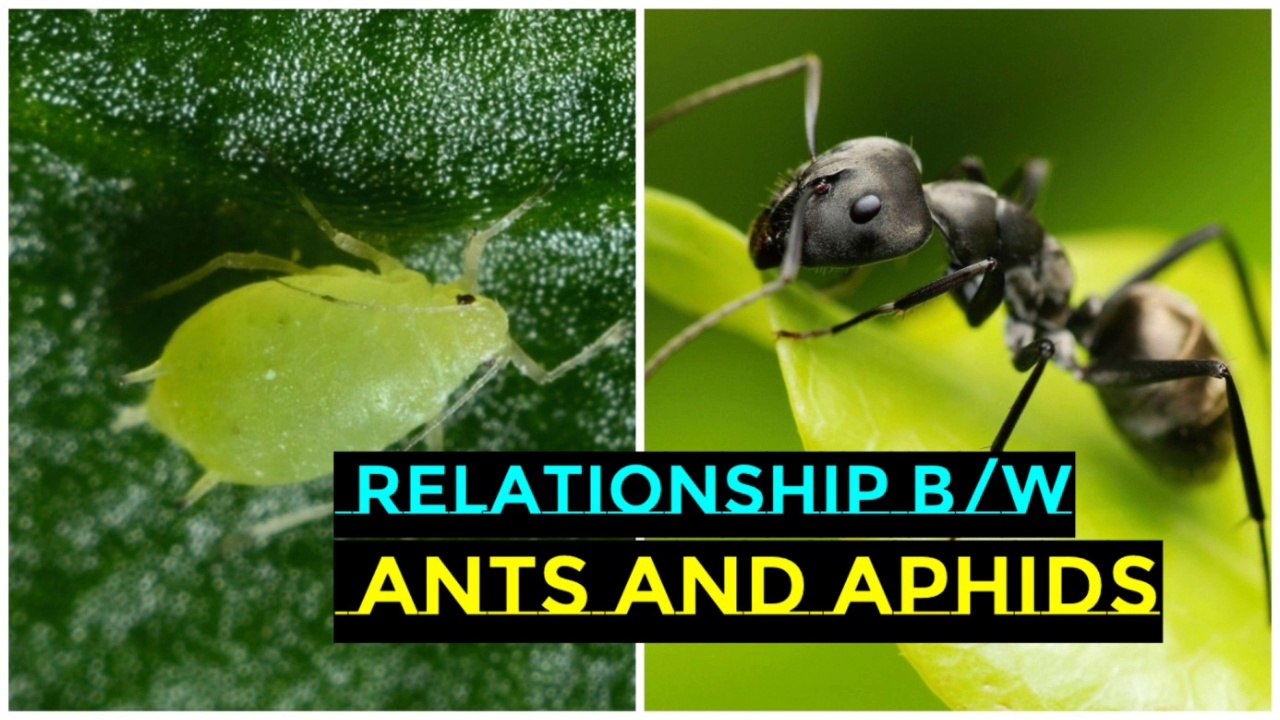 The Relationship Between Ants and Aphids II Ants and Aphids